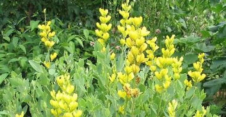 Baptisia sphaerocarpa